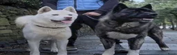Akita dogs for sale: Stunning Akita Puppy (male) *LAST one reduced* - Advert 5