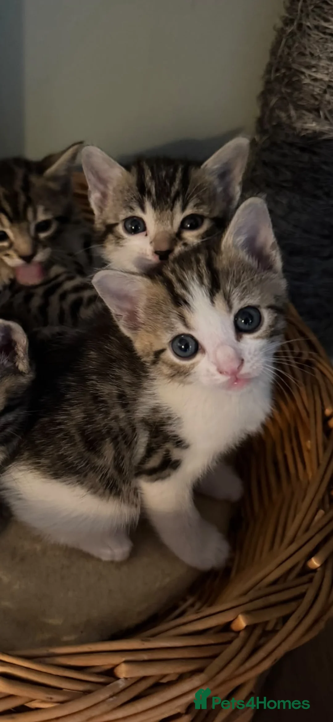 Mixed Breed cats for sale: Bingo Cross Bengal, Maine coon in Holt - Advert 11