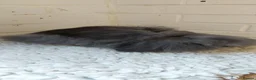 Mini Lion Lop rabbits for sale: Young Dm mini lionlop sable buck  - Advert 3