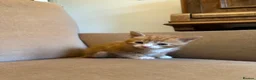Mixed Breed cats for sale: Ready to go 4 ginger boy 1 tabby girl - Advert 25