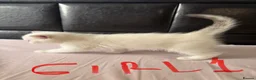 Scottish Fold cats for sale: Beautiful Scottish Fold & Straight Kittens in Wigston - Advert 9