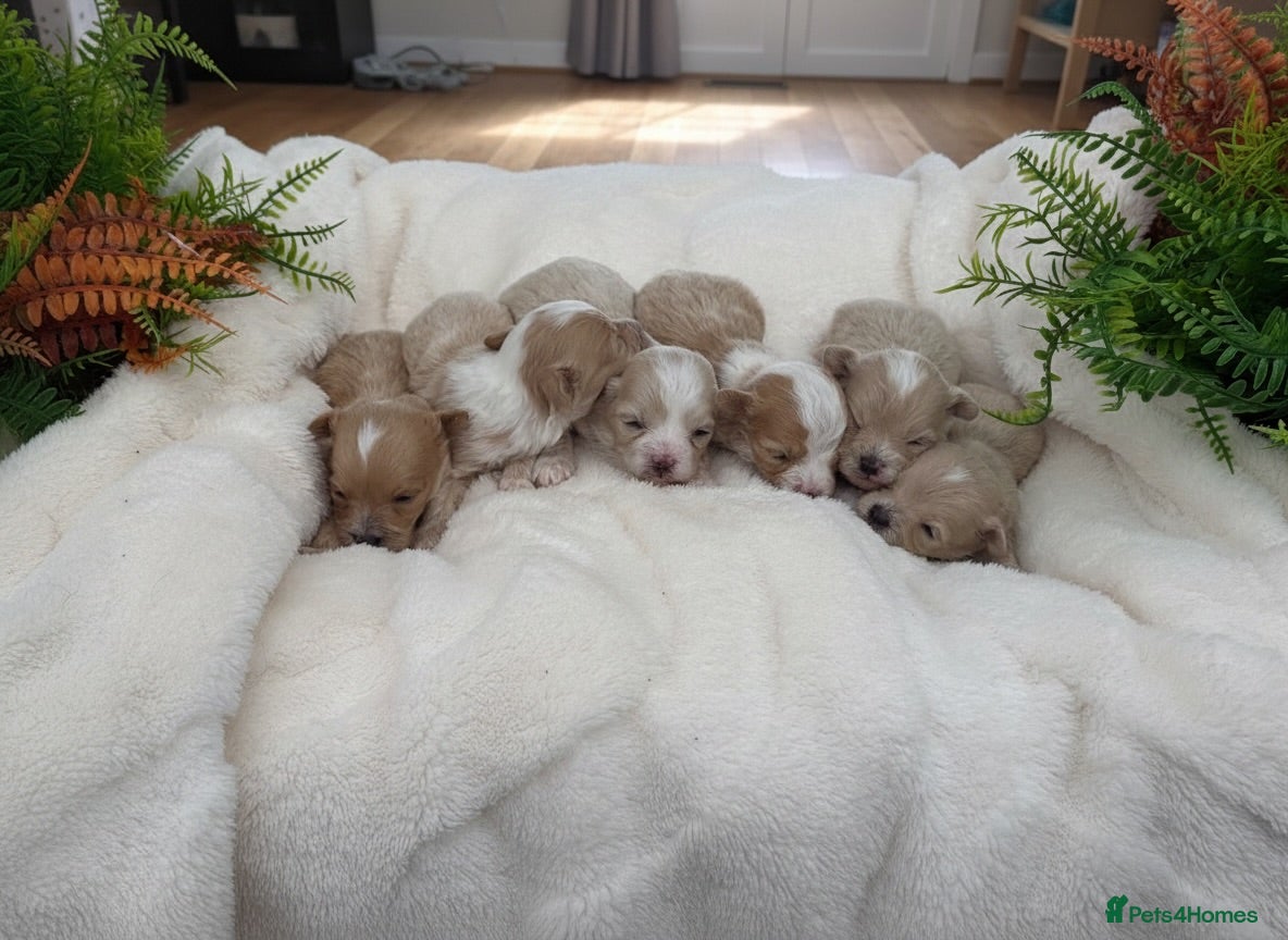 Maltipoo dogs Gorgeous Teddy Bear F1 Maltipoo  - Advert 1