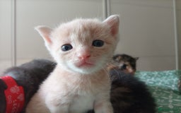 Mixed Breed cats for sale: 6 Gorgeous Kittens Looking for Forever Homes  - Image 17