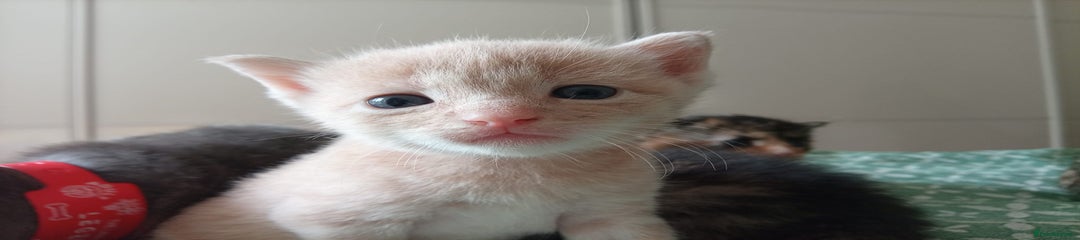 Cream boy 