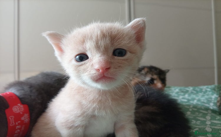 Mixed Breed cats - Advert 10