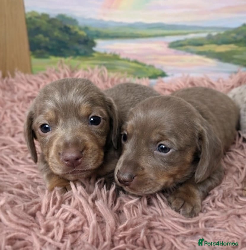 Miniature Dachshund dogs 🤍 Health Tested KC Miniature Dachshund Puppys 🤍 - Advert 19