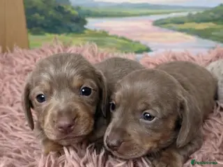 Miniature Dachshund dogs 🤍 Health Tested KC Miniature Dachshund Puppys 🤍 - Advert 19