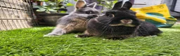 Netherland Dwarf rabbits for sale: 3 Netherlands dwarfs  - Advert 4