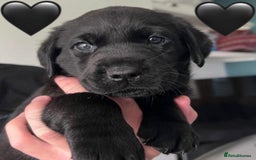Labrador Retriever dogs for sale: Labrador Puppies  - Image 8
