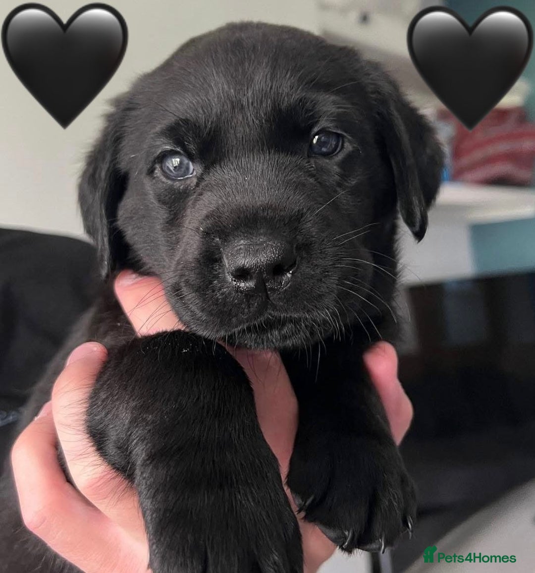 Labrador Retriever dogs for sale: Labrador Puppies  - Image 8