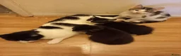 Mixed Breed cats for sale: Beautiful kittens for sale  - Advert 5