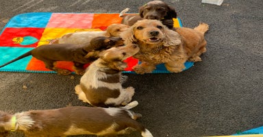 Cocker Spaniel dogs - Advert 3