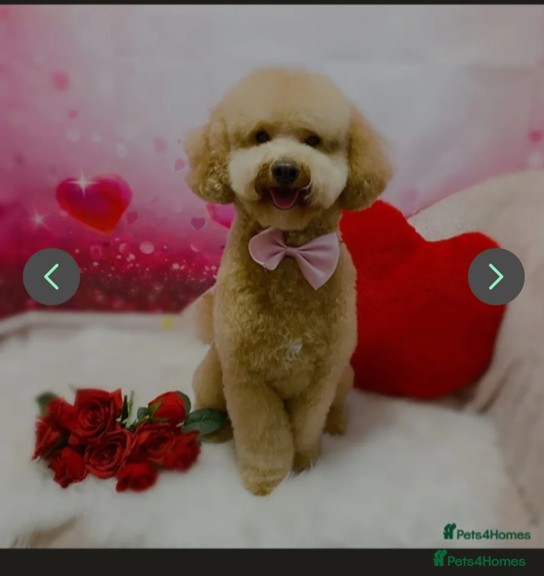 Toy Poodle dogs for stud: ‘Teddy’ KC Registered/Health tested Toy Stud in Wigan - Advert 1