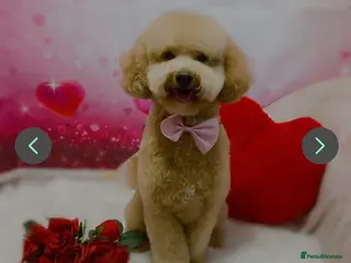 Toy Poodle dogs ‘Teddy’ KC Registered/Health tested Toy Stud in Wigan - Advert 8