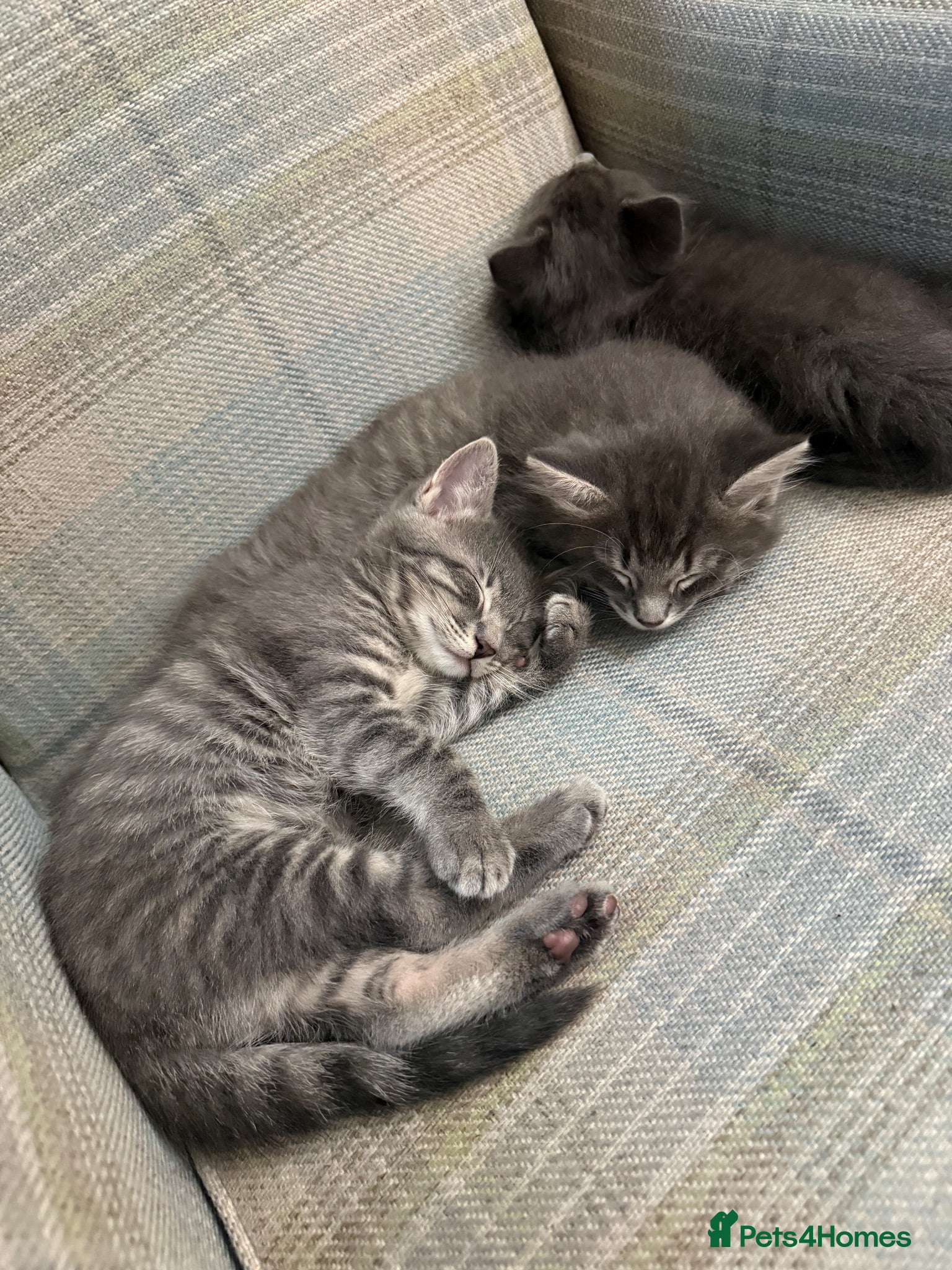 Ragcoon cats Ragdoll & Maine coon mixed #Ragcoon  - Advert 7