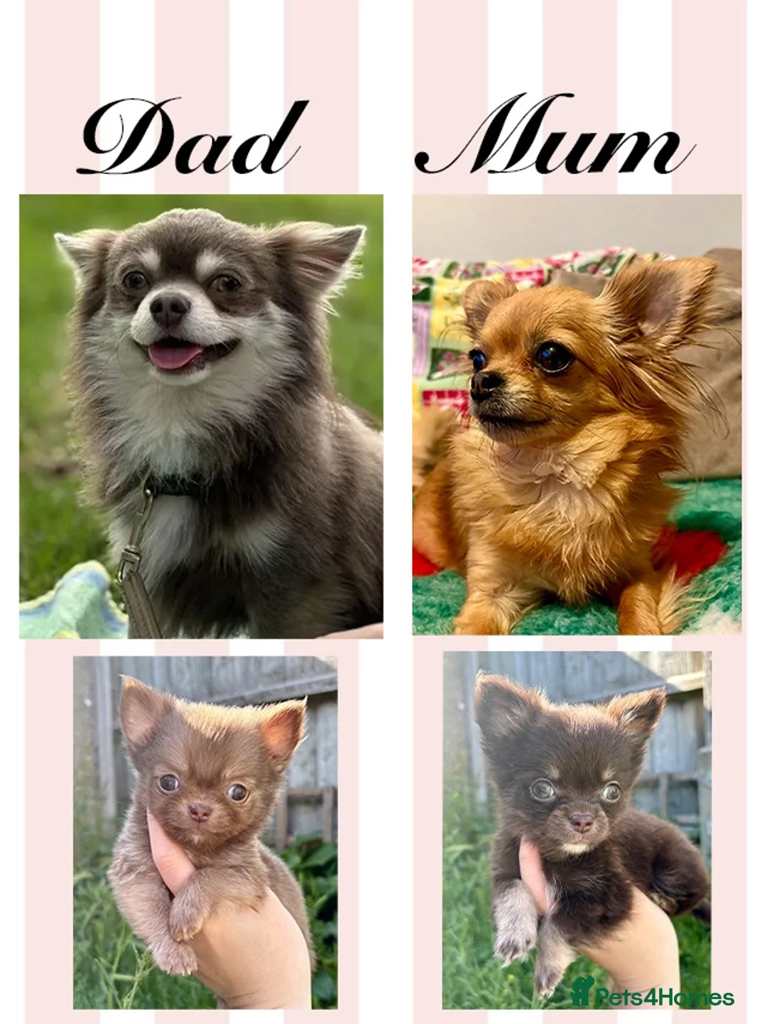 Chihuahua dogs for sale: Three beautiful chihuahuas in Northampton - Advert 17