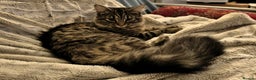 British Longhair cats for sale: Neutered black male kitten called 'Beef' - Advert 5