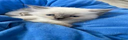 Ragdoll cats for sale: Kittens  - Advert 9