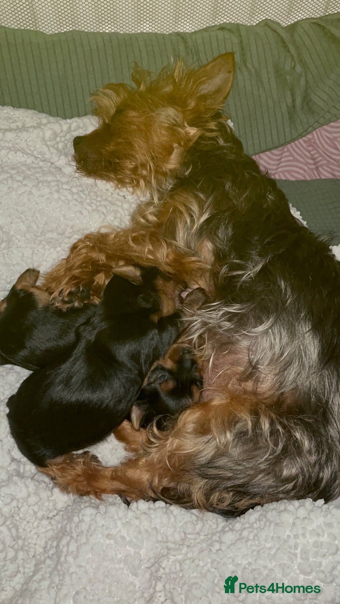 Yorkshire Terrier dogs READY TO LEAVE..YORKSHIRE TERRIERS - Advert 1
