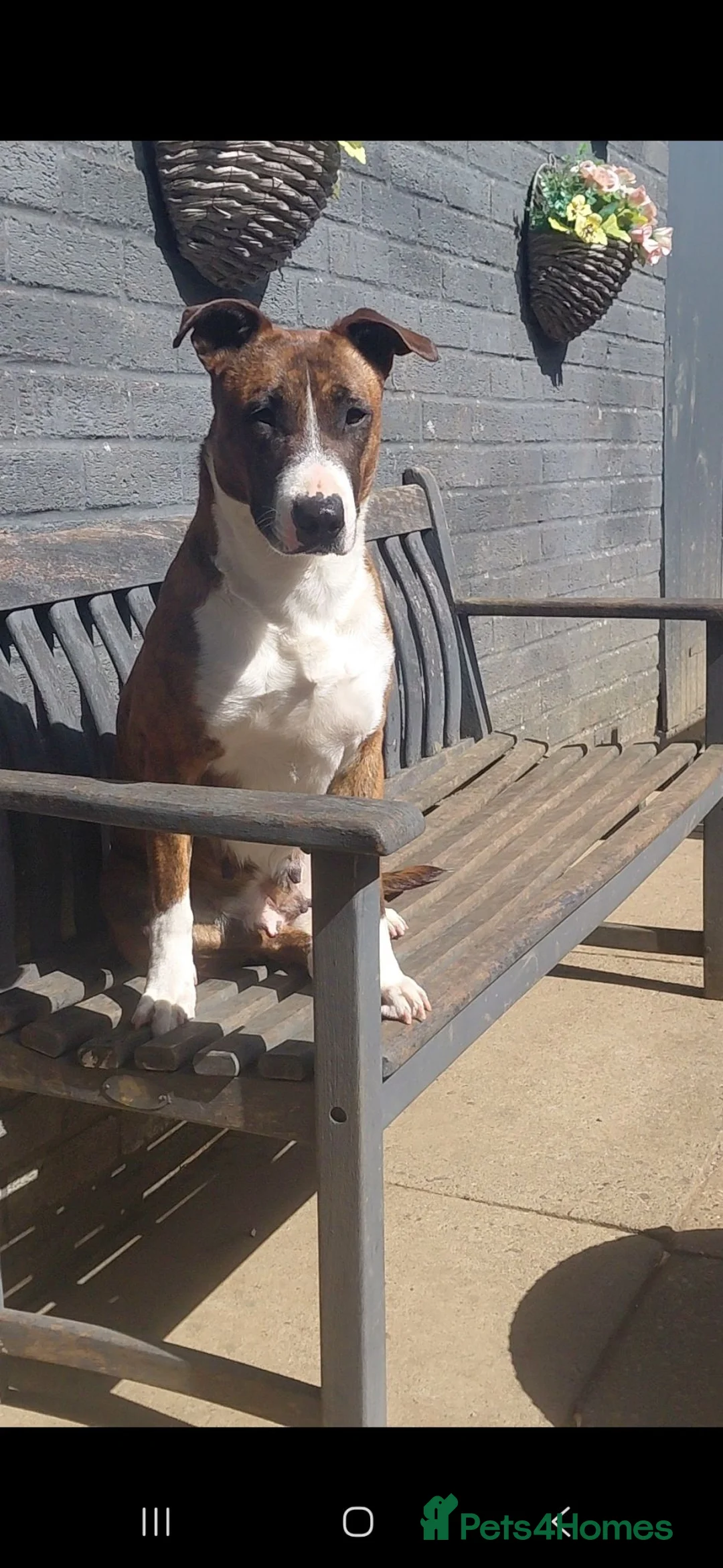 Mixed Breed dogs for sale: English ball terrier  cross staffy  - Advert 2