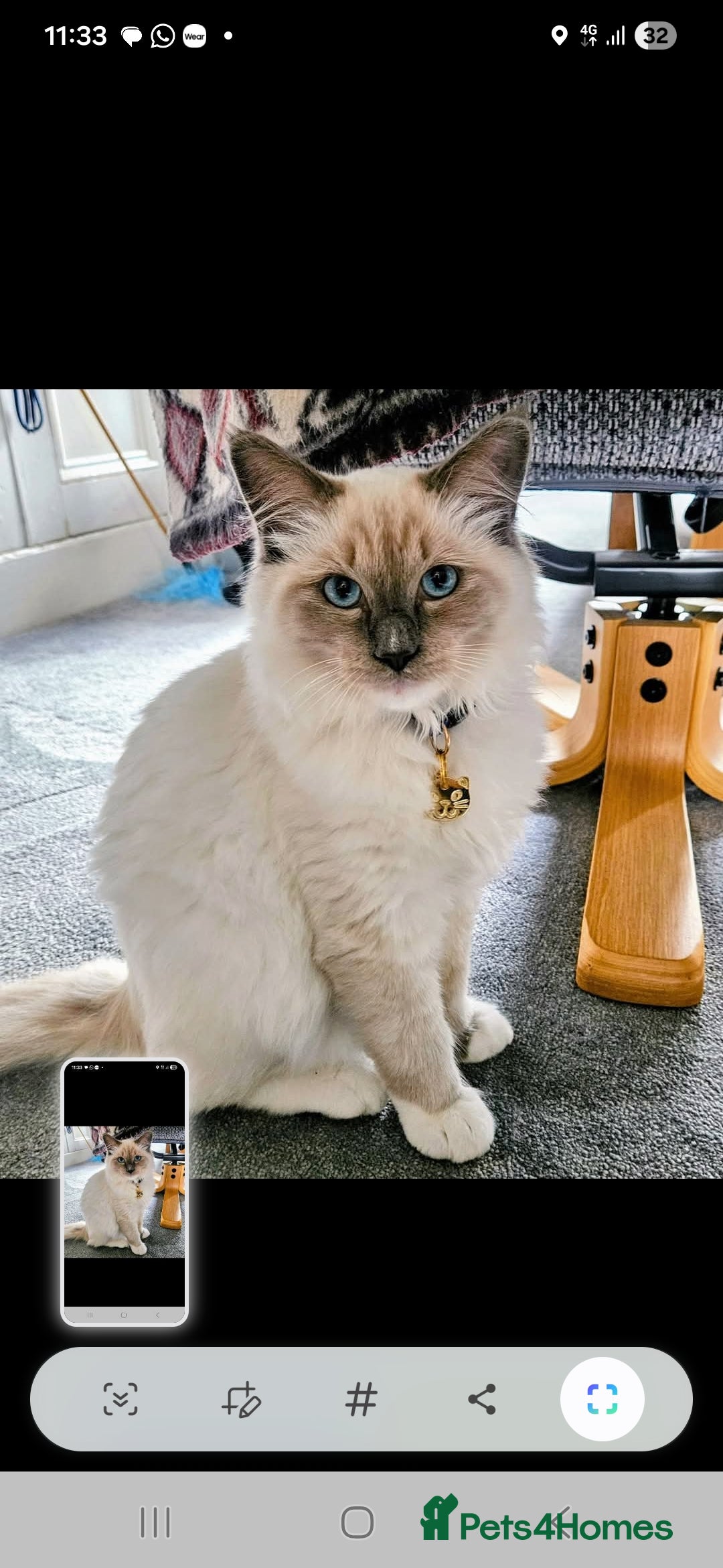 Ragdoll cats for sale: Beautiful Ragdoll for sale - Advert 1