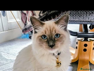 Ragdoll cats Beautiful Ragdoll for sale - Advert 2