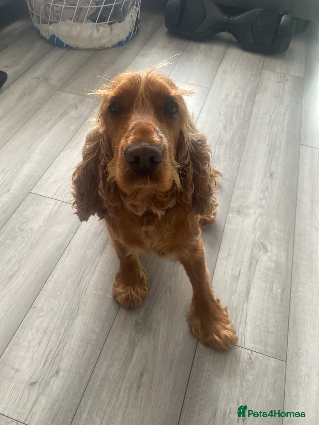 Cocker Spaniel dogs for stud: Show  cocker spaniel  in Exmouth - Advert 5