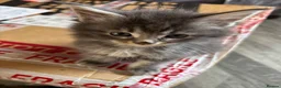 Maine Coon cats for sale: 🐾 TICA Registered Maine Coon Kittens 🐾 - Advert 2