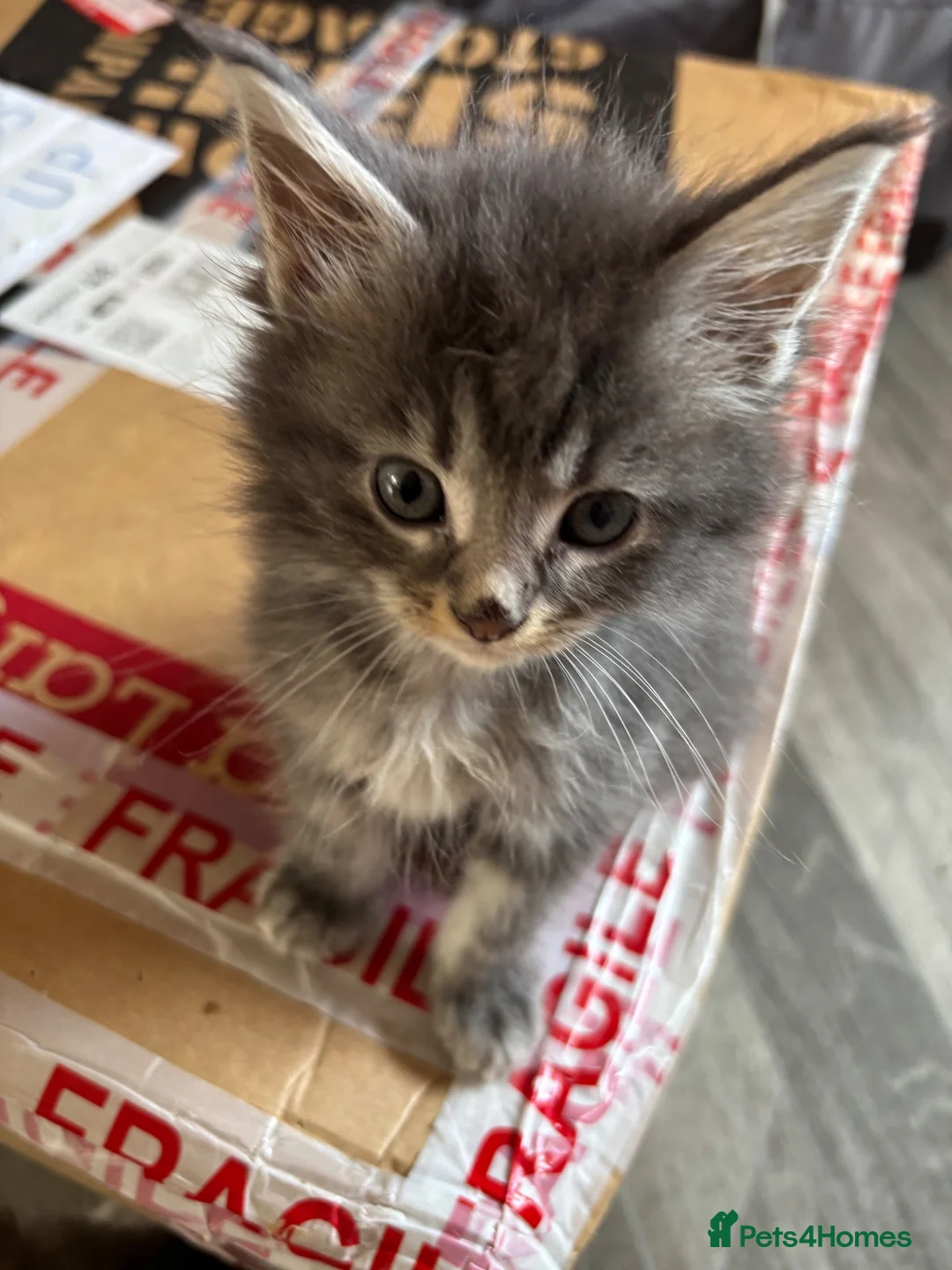 Maine Coon cats for sale: 🐾 TICA Registered Maine Coon Kittens 🐾 - Advert 2