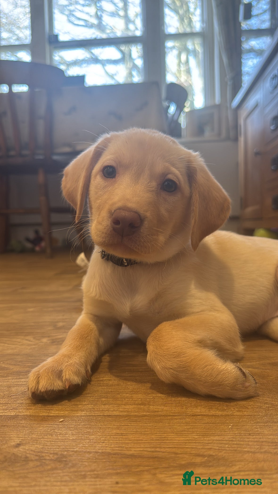 Labrador Retriever dogs **Last Girl remaining. Ready NOW** - Advert 11