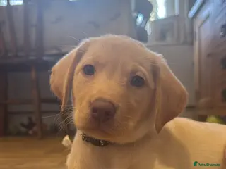 Labrador Retriever dogs **Last Girl remaining. Ready NOW** - Advert 11