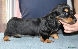 Miniature Dachshund dogs for sale: Black cream and black tan  - Image 12