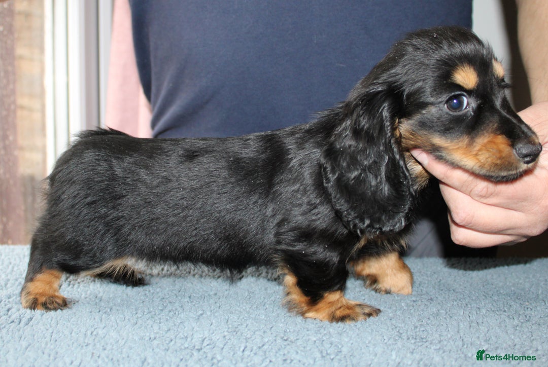 Miniature Dachshund dogs for sale: Black cream and black tan  - Image 12