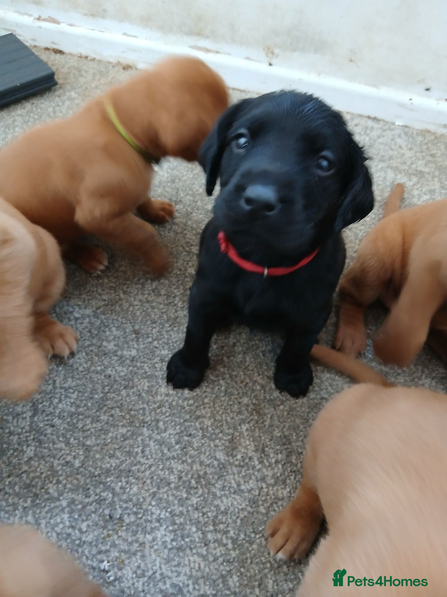 Labrador Retriever dogs Chunky fox red labrador  - Advert 2