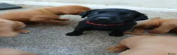 Labrador Retriever dogs for sale: Chunky fox red labrador  - Advert 2