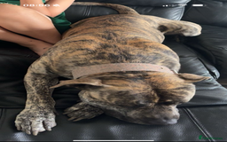 Mixed Breed dogs for sale: Bear the boy needs a loving home  - Image 2