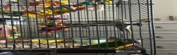 Conures birds for sale: Bonded pair of conures  in Gosport - Advert 5