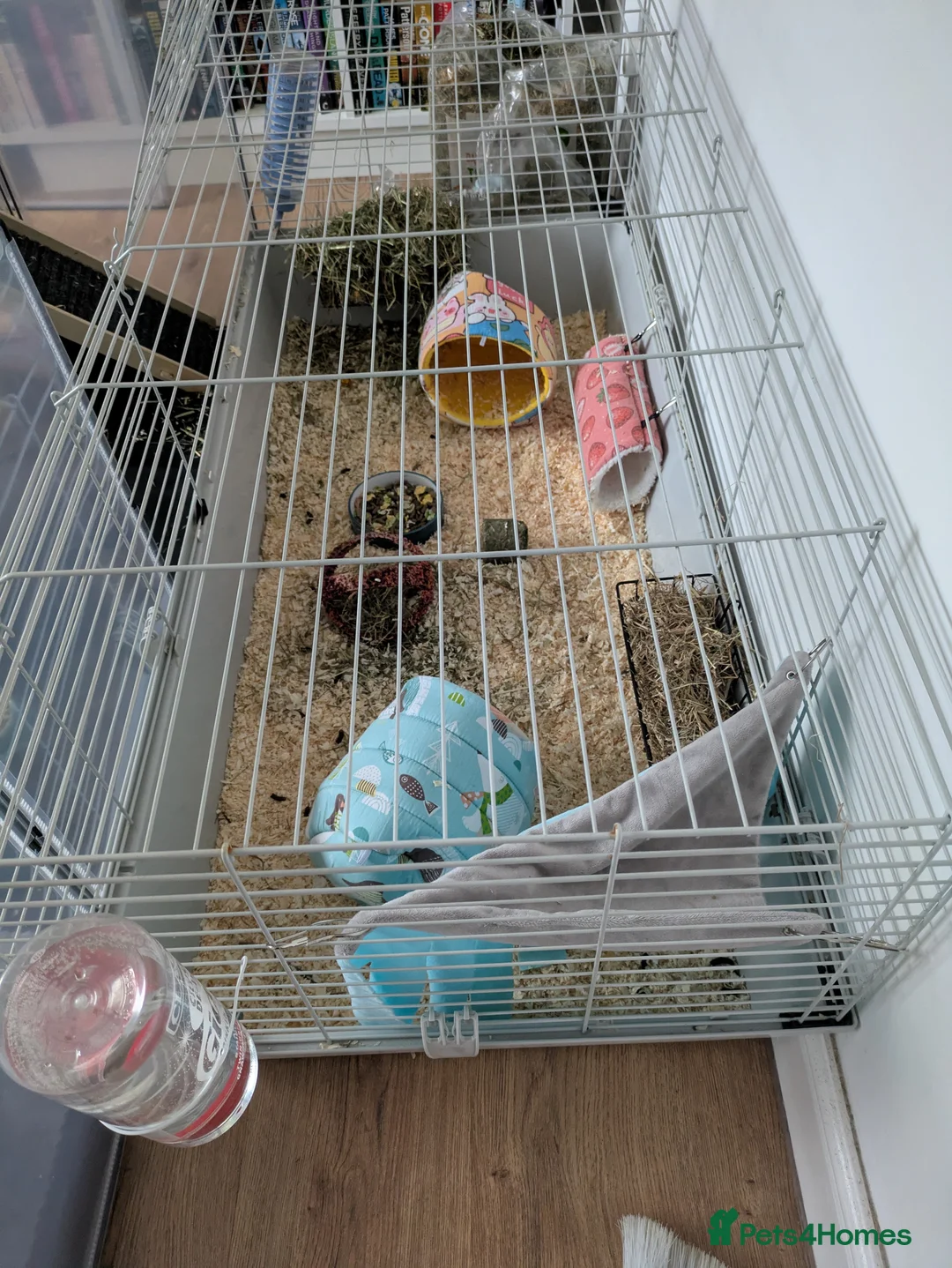 Mixed Breed livestock for sale: 2 Guinea pigs  - Advert 2