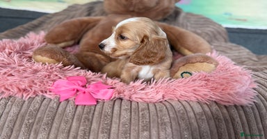 Cocker Spaniel dogs - Advert 10