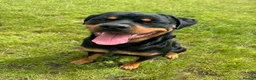 Rottweiler dogs for sale: 2 year old Rottweiler male for sale in Nottingham - Advert 6
