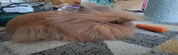Lionhead rabbits for sale: Pedigree Double Mained Lionhead Un Neutured Male  - Advert 2