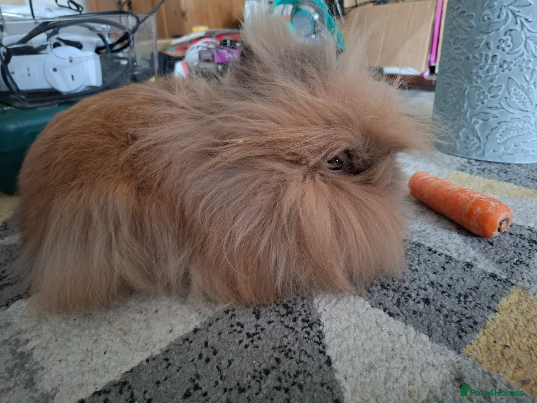 Lionhead rabbits for sale: Pedigree Double Mained Lionhead Un Neutured Male  - Advert 2