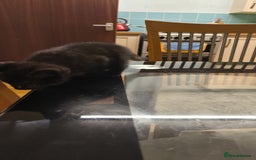 British Shorthair cats for sale: Mother and kitten for sale  - Image 4