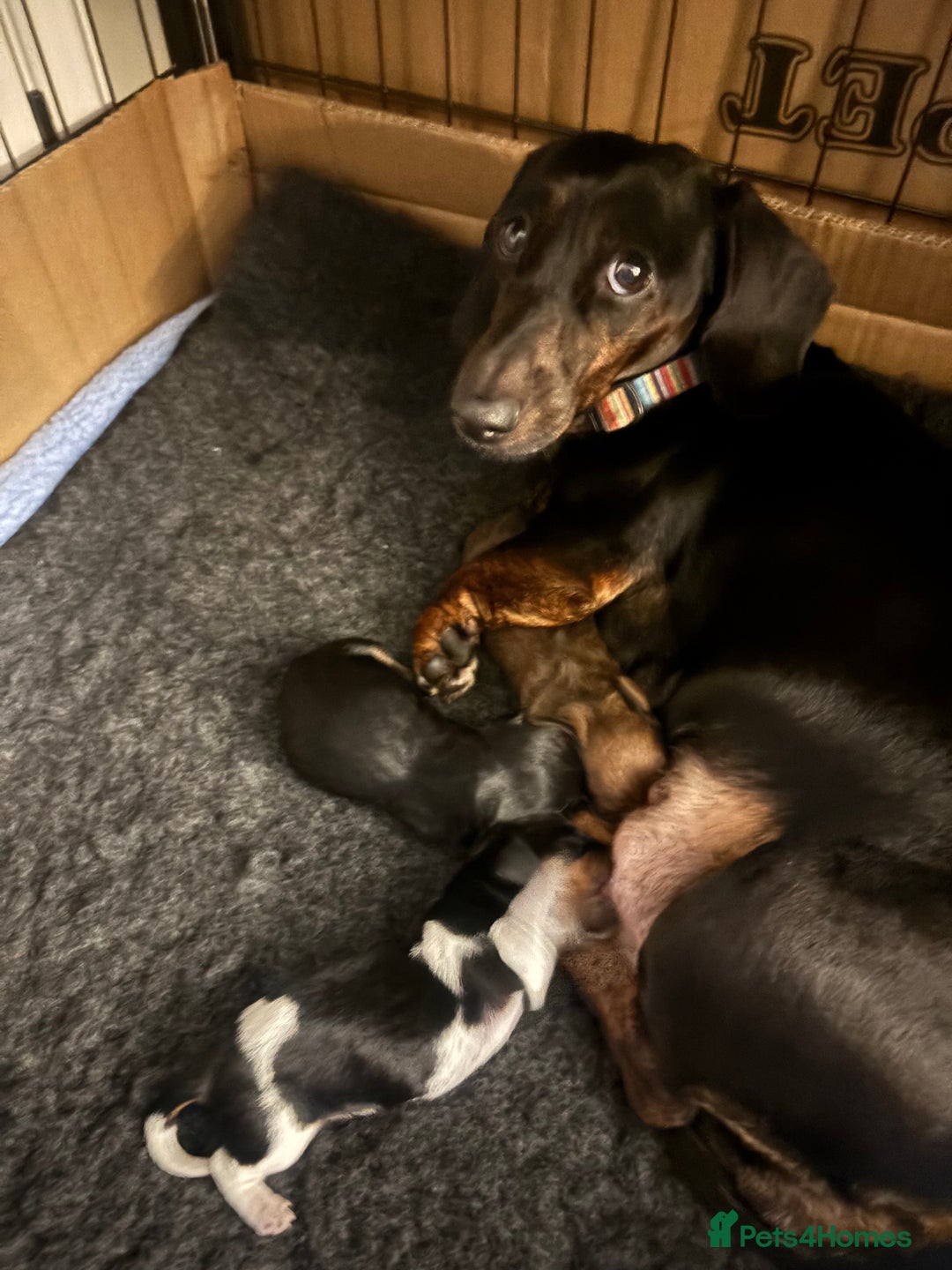 Miniature Dachshund dogs for sale: Beautiful Miniature Dachshund Puppies  - Advert 13