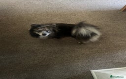 Pomsky dogs for sale: F3 pomsky  - Advert 3