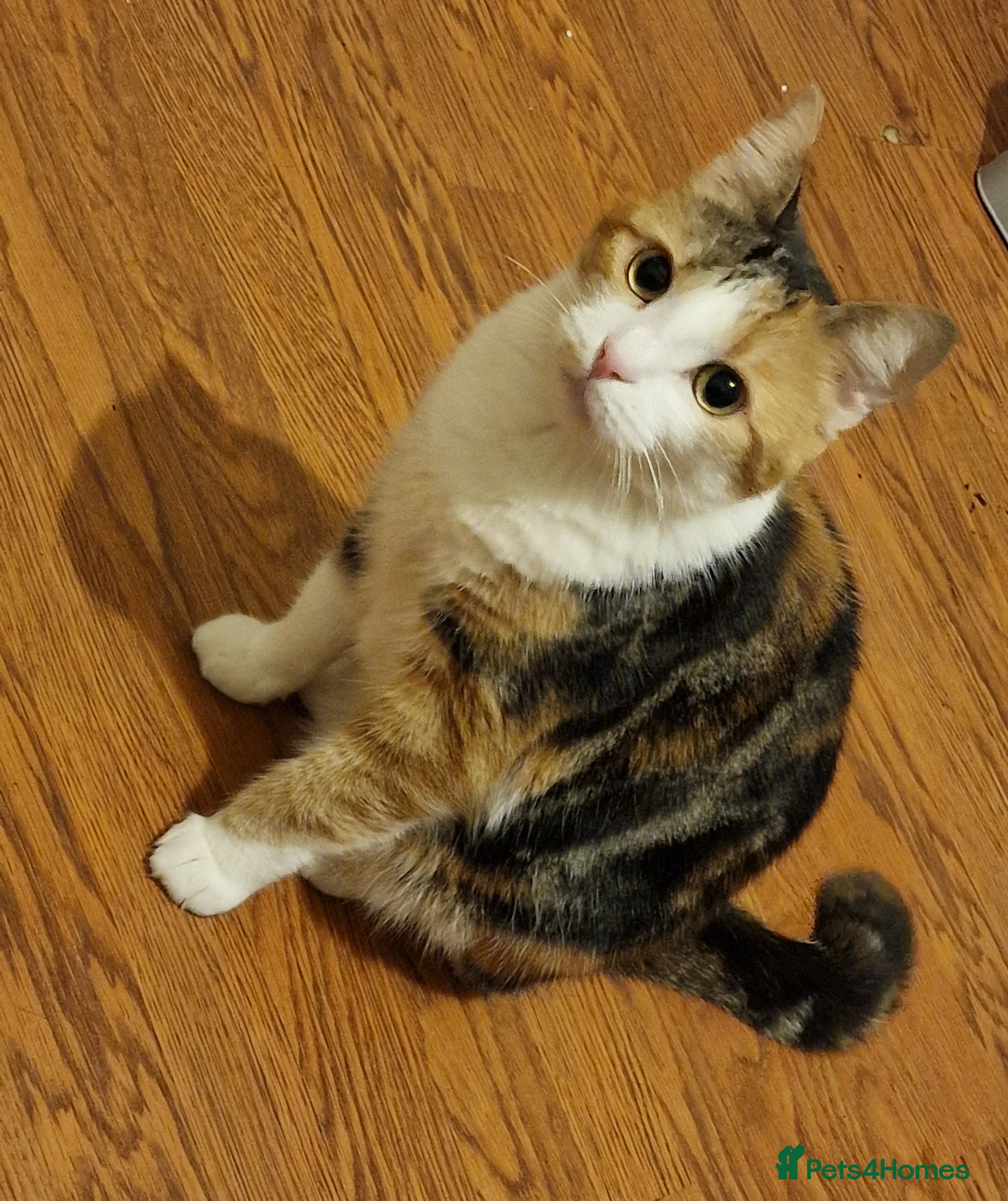 Mixed Breed cats Female Cat - Free to a Good Home - Advert 1