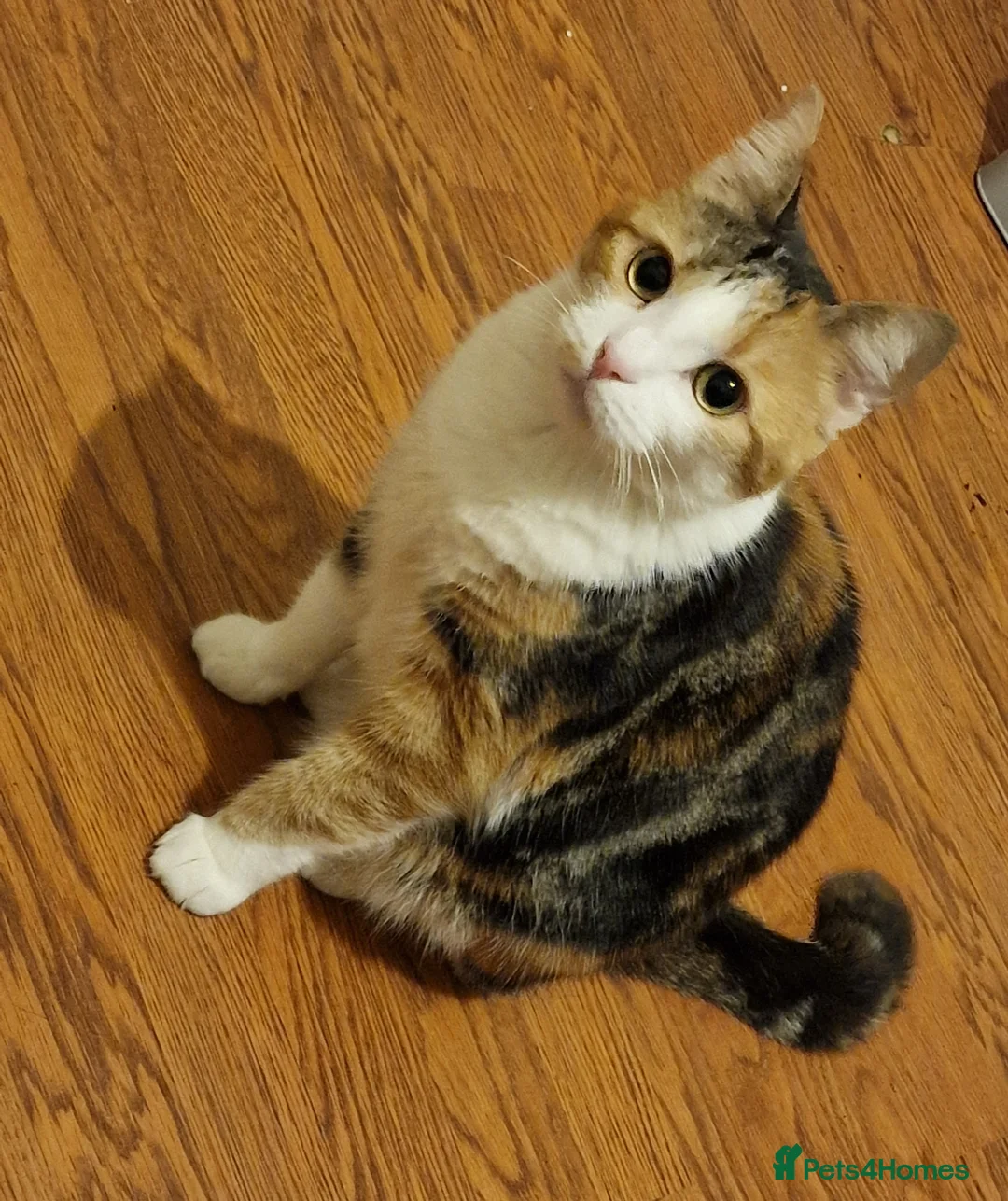 Mixed Breed cats for sale: Female Cat -  **  in Bradford - Advert 1