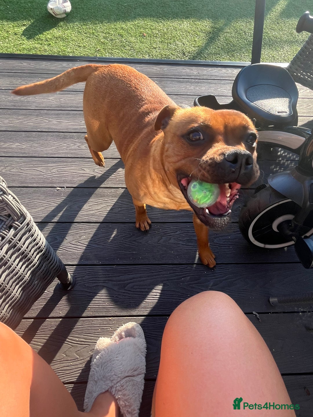 Staffordshire Bull Terrier dogs for sale: 3 year old female red staffie  - Image 4