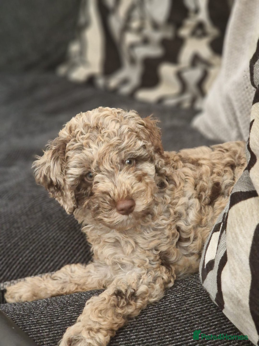 Mixed Breed dogs for sale: Choc chip merle - Advert 1