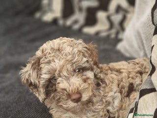 Mixed Breed dogs Choc chip merle - Advert 3